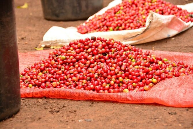 Private Tour to Fairview Coffee Farm in Nairobi With Pickup - Reviews