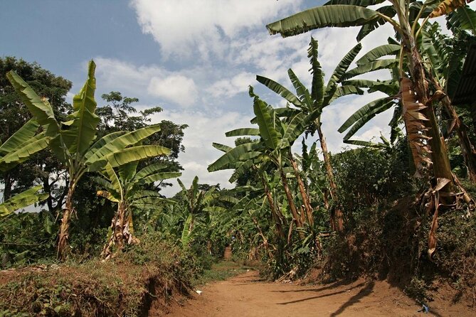 Private Tour to Marangu Waterfalls, Chagga Caves, Coffee Tour & Hot Springs - The Sum Up