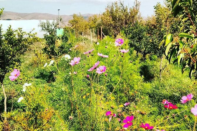 Private Visit to an Aromatic Plant Farm in La Rioja