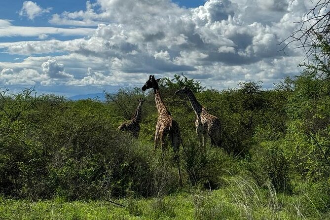 Private Walking Tour With Giraffes - The Sum Up
