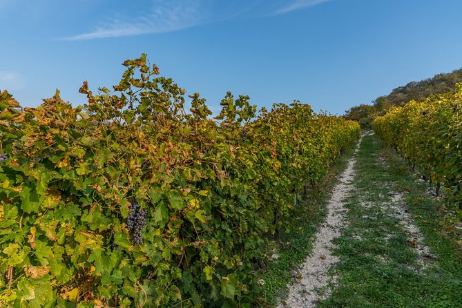 Private Wine Tasting in Mezzane Di Sotto - Frequently Asked Questions