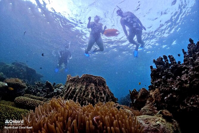 PROFESSIONAL SNORKELING to Explore Hidden Coral Spots (MAX 9 PAX) - Customer Reviews
