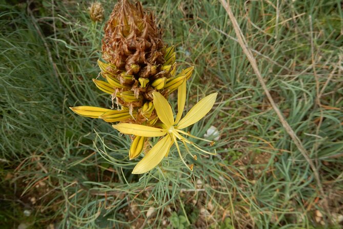 Pulo Di Altamura: Excursion in the Alta Murgia National Park - Additional Details