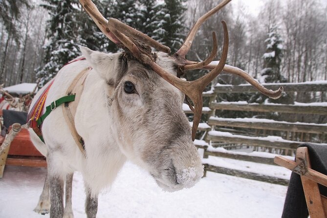 Reindeer Family Trip and Visit to the Husky Kennel - Meeting Point Information