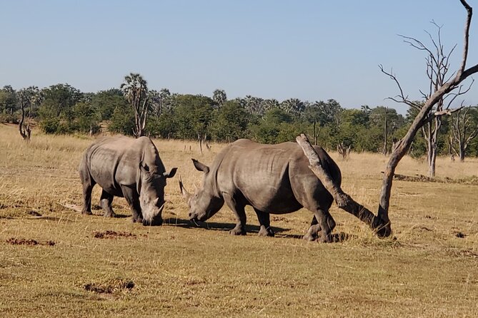 Rhino Walk - Summary
