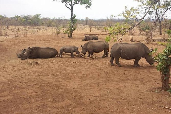 Rhino Walking Safari in the Musi Otunya National Park - Booking Process