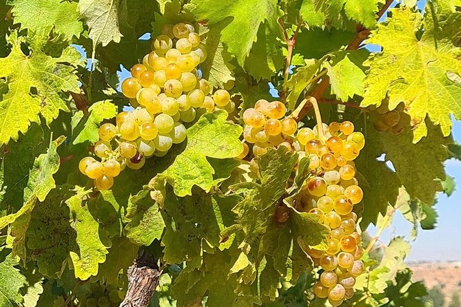 Ribera Del Duero From Madrid Full Day - About the Tour Operator