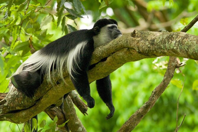 Safari From Zanzibar:3 Days Serengeti Balloon Safari With Flights - Customer Reviews