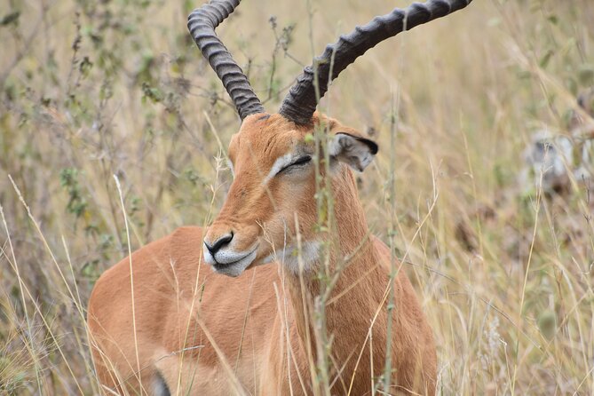 Safari in Nairobi Kenya National Park Half Day Tour - Visitor Experiences