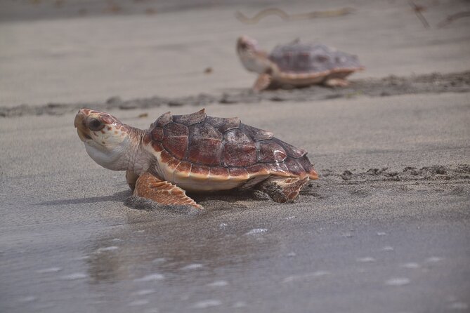Sal Island: Sea Turtle Experience From Santa Maria - Traveler Experiences