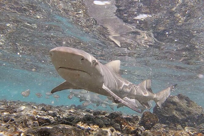 Sal Island: Secrets of Native Guide All-Inclusive Tour With Lunch - Pricing Details