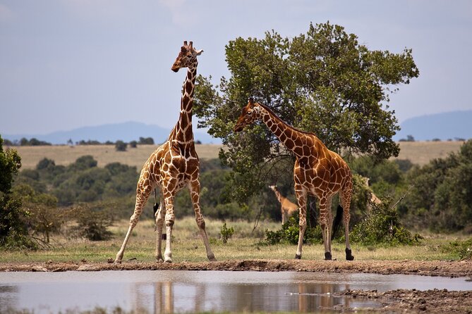 Samburu, Aberdare and Maasai Mara Adventure 11days/10nights. - Safari Expectations