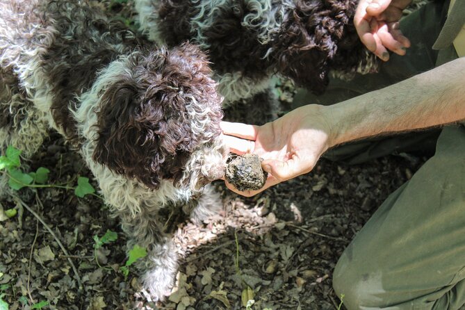San Gimignano Truffle Hunt & Truffle Cooking Class - Reviews and Ratings
