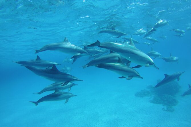 Satayeh Reef Swim With Dolphin in and Snorkeling Sea Trip With Lunch -Marsa Alam - Reviews