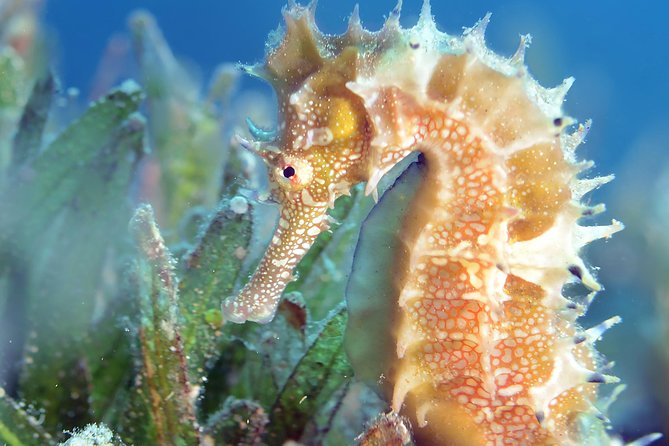 Scuba Diving for Certified Divers - Price and Reviews Information