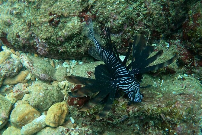 Scuba Diving in Muscat - Guide Information