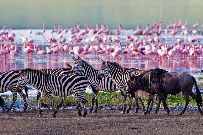 Serengeti & Ngorongoro 3 Days Fly Safari in From Zanzibar - The Sum Up