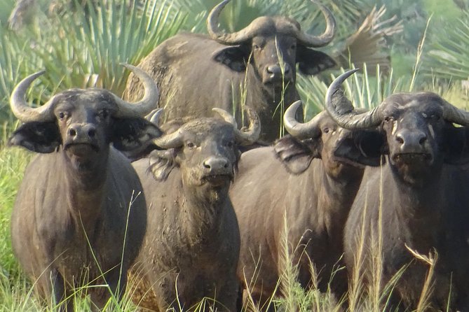 Seven Days One Wonderful Week Safari In Uganda - Frequently Asked Questions