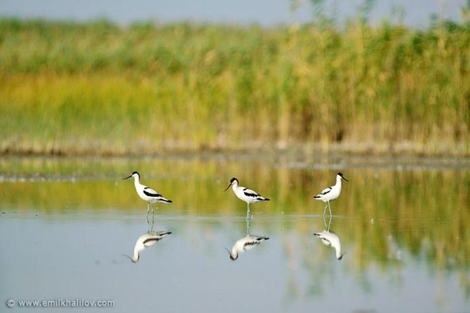Shirvan National Park Tour - Pricing Information