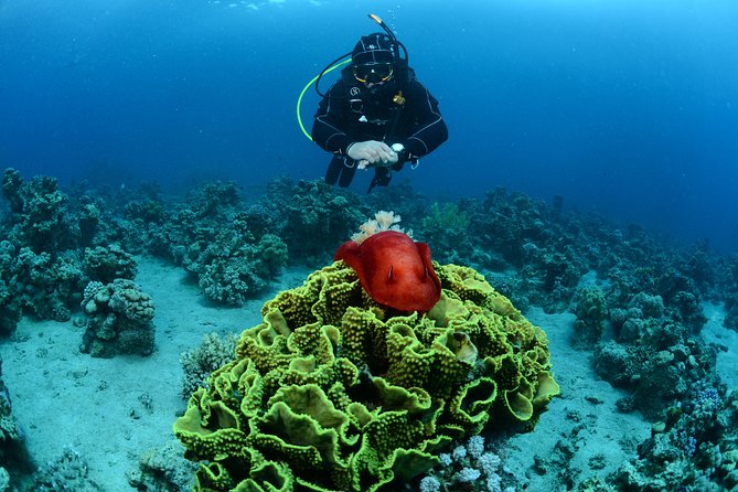 Shore Certified Diving - Two Dives - The Sum Up