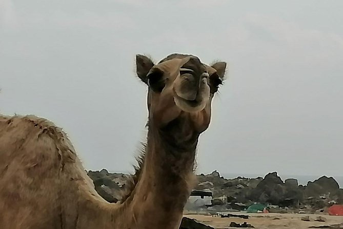 Shore Time at Al Fuzaiyah Beach /Half Day Guided Tour. - Directions
