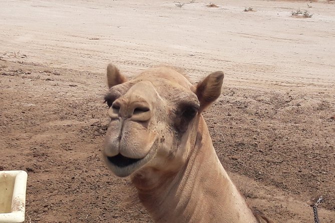 Sightseeing Tour in Kingdom of Bahrain -Private Tour Only