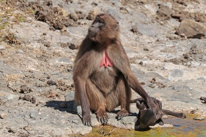 Simien Mountains National Park – 7 Day Trek - Sustainable Travel Practices
