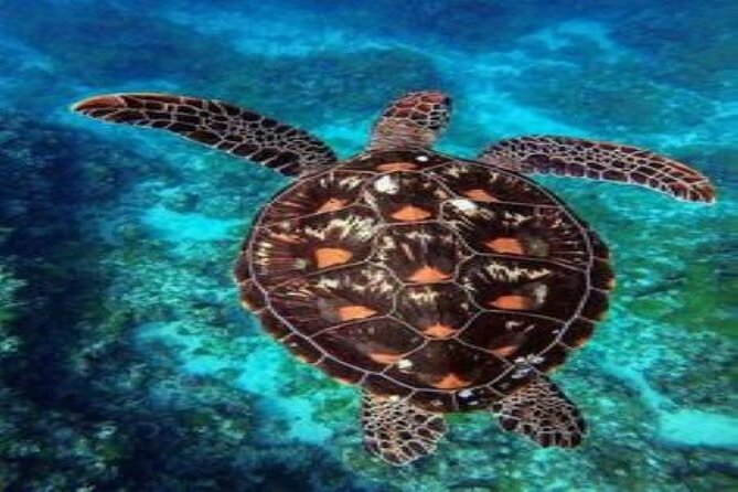 Snorkeling Adventure In Abu Dabbab Beach - The Sum Up