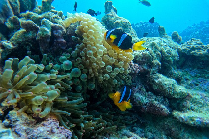 Snorkeling Adventure to Daymaniat Islands - Requirements and Restrictions