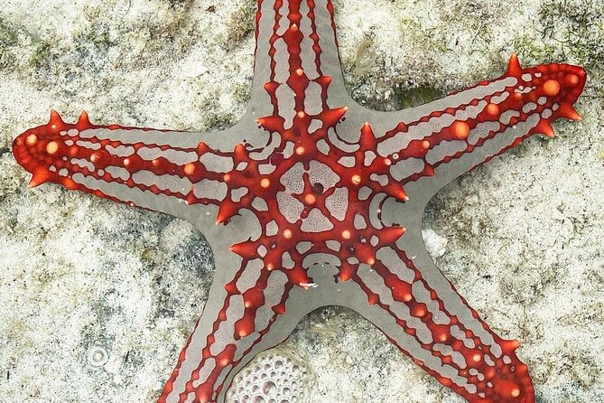 Snorkeling at Blue Lagoon; Starfish; The Rock Restaurant & Paje Beach - The Sum Up