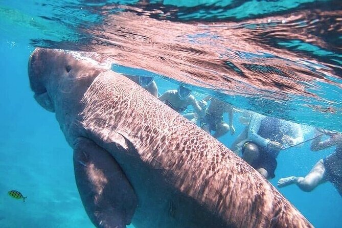 Snorkeling Tour to Marsa Mubarak With Optional Diving -Marsa Alam - Itinerary Details