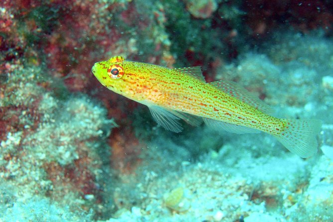 Snorkeling Trip for Groups up to 40 Persons. - Frequently Asked Questions