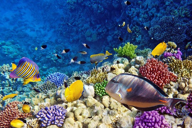 Snorkeling Trip to Giftun Island - Pricing and Operator Information