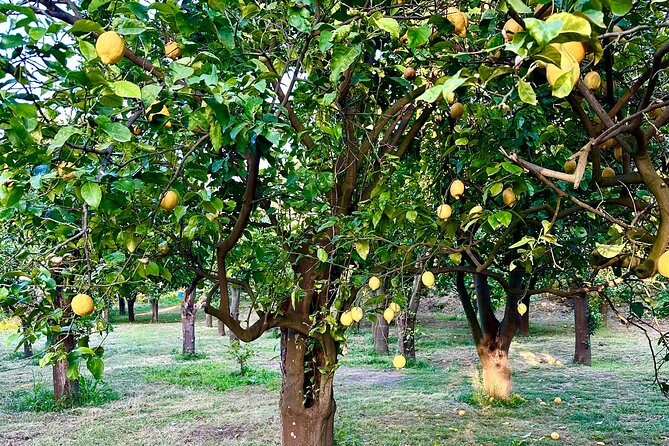 Sorrento Lemon Tour and Tasting of Local Products - The Sum Up
