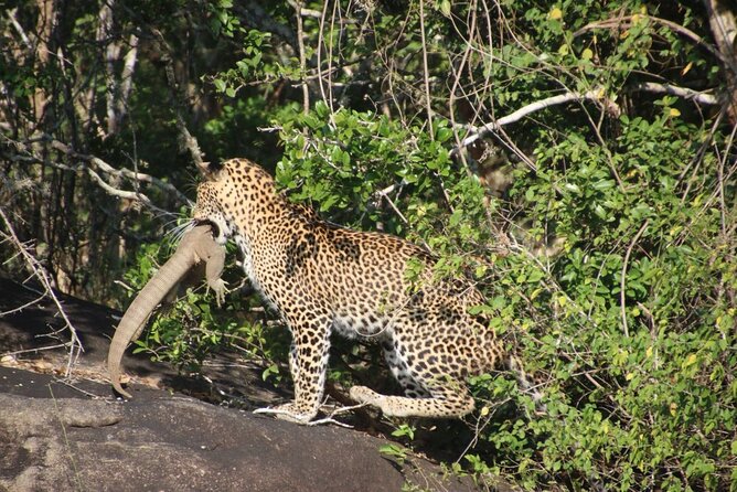 Special Leopards Safari Yala National Park - 04.30 Am to 11.30 Am - Customer Reviews