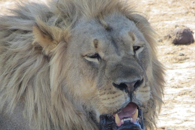 Sunset Cruise ,Chobe Safari Full Day , Airport Transfers Combo 3 - Customer Reviews