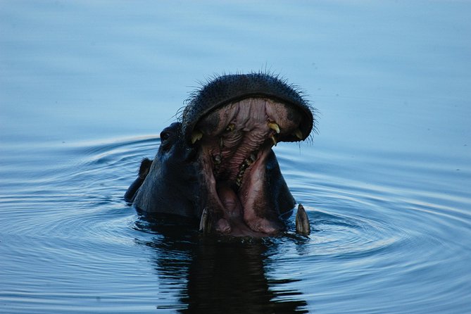 Sunset Cruises on the Zambezi River From Victoria Falls - Frequently Asked Questions