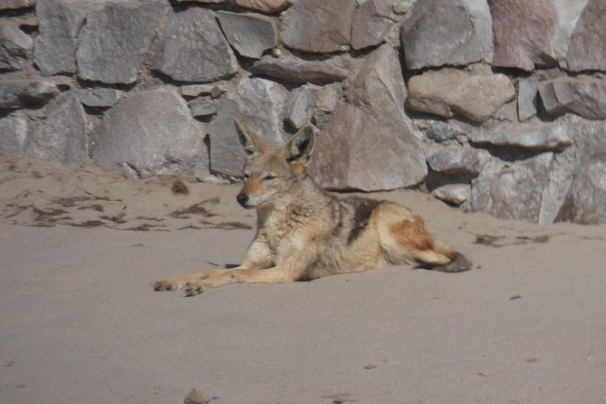 Swakopmund Cape Cross Seal Colony Day Tours - Customer Review