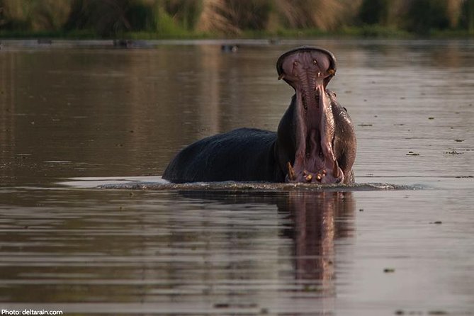 Tanzania Bush to Beach Safari Adventure - Pricing and Customer Reviews