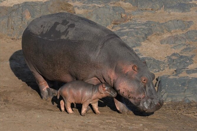 Tanzania Wildlife Safari - Tarangire | Serengeti and Ngorongoro Crater - Tour Inclusions