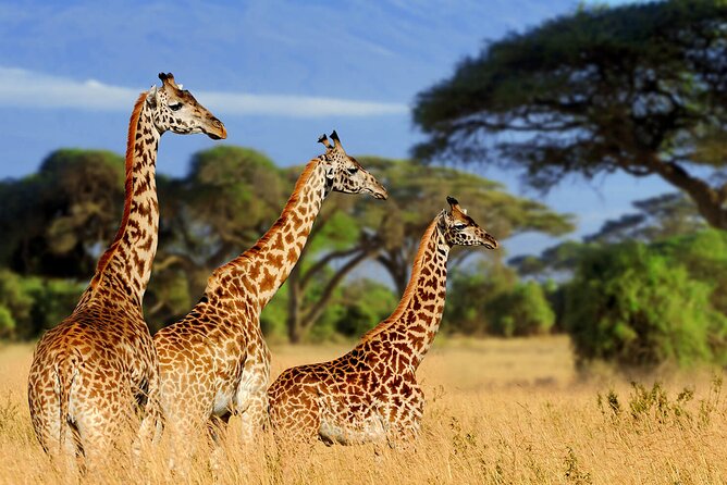 Tarangire Budget Full Day Tour From Arusha - Customer Reviews