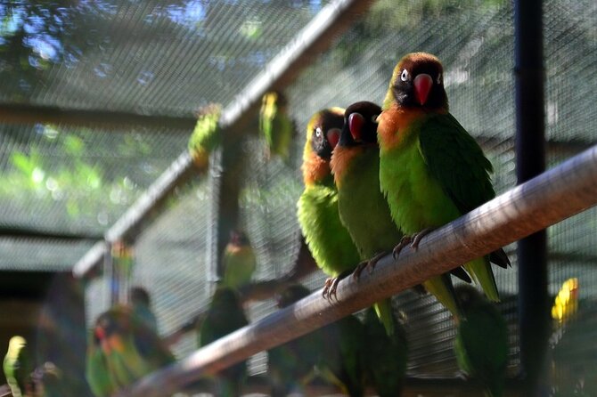 >>TAXI ONLY<< to CASELA BIRD PARK, SAFARI. - The Sum Up