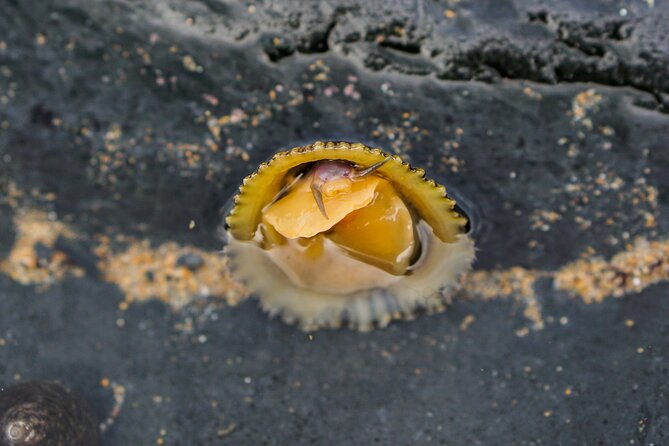 Tide Pool Safari in Monte Clérigo Beach - The Sum Up