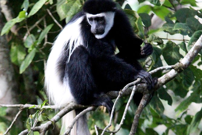 Trekking at Udzungwa Mountains and Tour at Nyerere National Park - Pickup and Meeting Information