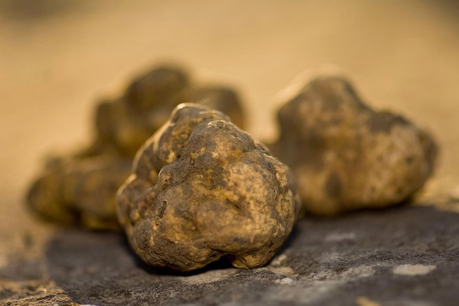 Truffle Hunting in the Woods of Istria and Wine Tasting With Alex - Hassle-Free Hotel Pickup and Drop-off
