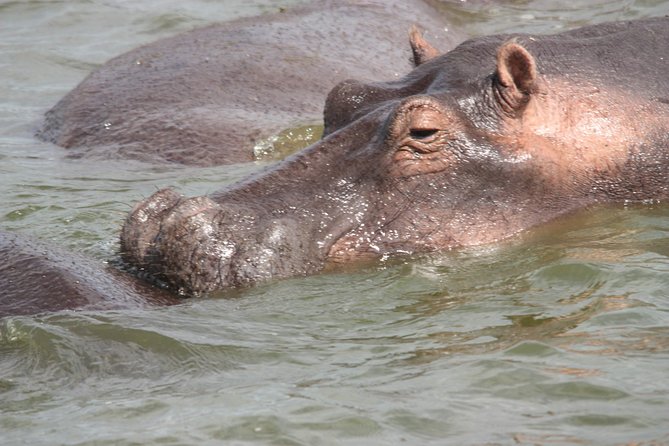Uganda Wildlife Holiday - 8 Days - Day 5: Game Drive in Lake Mburo National Park