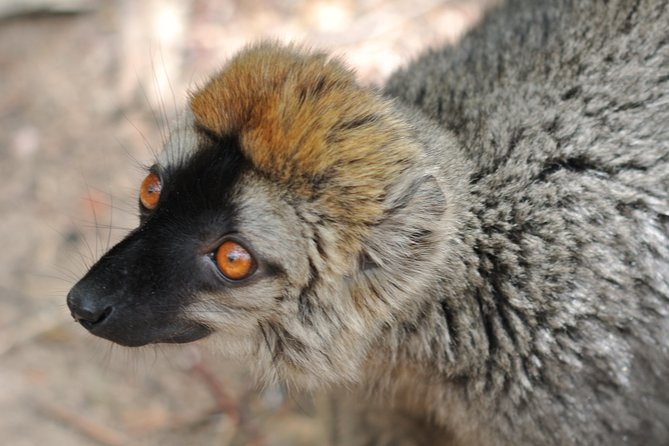 Unique Madagascar - Customer Reviews and Ratings