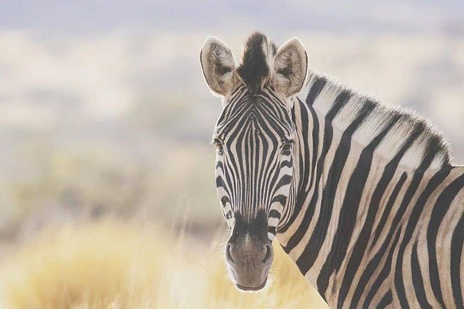 Victoria Falls to Chobe Park Day Tour Plus Boat Ride ! - Price and Booking