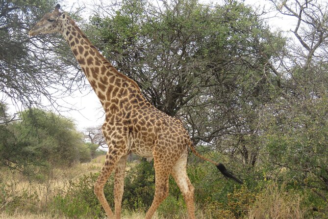 Visit Serengeti | Ngorongoro | Tarangire | Lake Manyara National Park - Wildlife Encounters