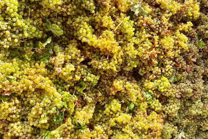 Visit to the Florio Winery and Wine Tasting - Gastronomic Accompaniment